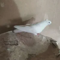 کبوتر سفید ماده