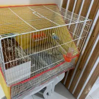 مرغ عشق|پرنده|سبزوار, فرهنگیان|دیوار