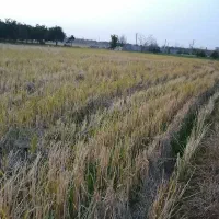 فروش زمین