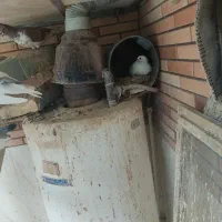 کفتر|پرنده|میبد, |دیوار