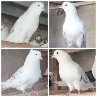 کفتر دهن جور ، کبوتر با اصالت ، کفتر گرو