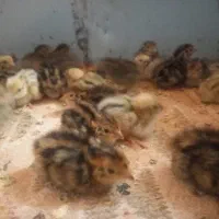 جوجه بلدرچین ۳روزه