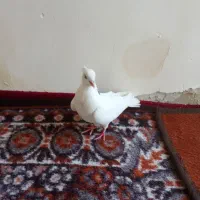 کفتر بیز کاکل