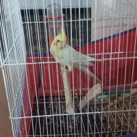 پرنده ی عروس هلندی