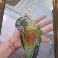 عروس هلندی . گرینچینگ