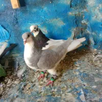 کبوتر‌ماده‌ دونی‌۴۰۰‌تومان‌پول‌کله‌کنی