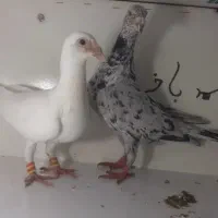 با سلام جفت کبوتر عروسک فول هیکل