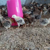 جوجه محلی ۲۰ روزه واکسن خورده