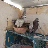 کبوتر پرشی جوانه و نامه بر