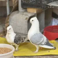 کبوتر زینتی قشنگ ناب