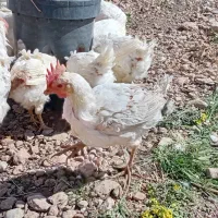 مرغ تخمگذار