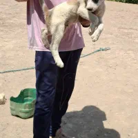 سگ خراسانی سرابی