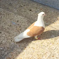 دوکت ماده اخوم