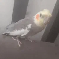 عروس هلندی نر
