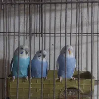 فروش مرغ عشق