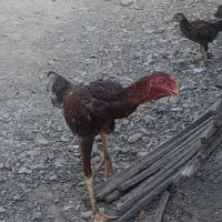 مرغ وخروس افغان
