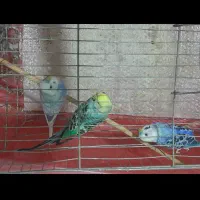 سه عدد مرغ عشق رنگ خاص