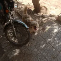 سگ پاپی واگذار میشود