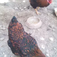 مرع وخروس ویاندوت