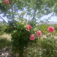 فروش زمین   صد پلاکی دشت ارژن