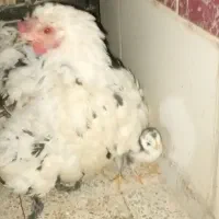 مرغ و جوجه گلین