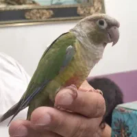 دو عدد طوطی گرین چیک آناناسی