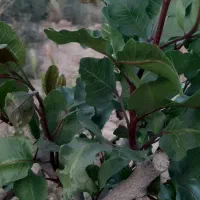 باغ-شهری-پسته