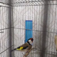 سهره|پرنده|محمدشهر, محمدشهر|دیوار