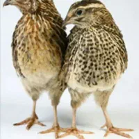 بلدرچین