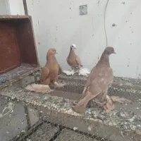 کبوتر پاپر عتیقه