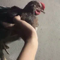 جوجه خروس گلین