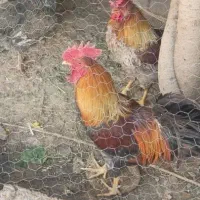 دوعدد خروس و یک مرغ
