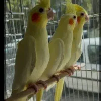 عروس هلندی