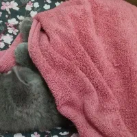 گربه اسکاتیش دو ماهه