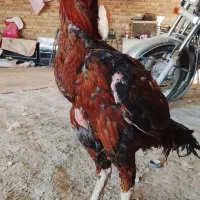 خروس لاری