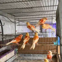 انواع قناری ردفکتور و موزاییکی و سوخته