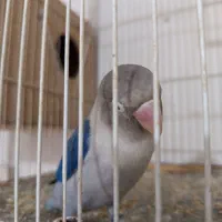 کوتوله برزیلی