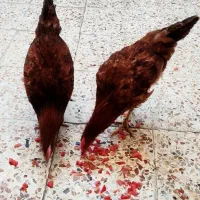 مرغ و خروس رسمی