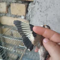 سهره ماده۳ ساله کار داده