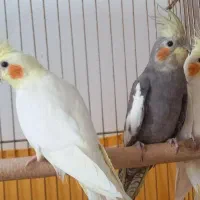 عروس هلندی