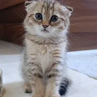 گربه های اسکاتیش گلد