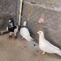 کبوتر