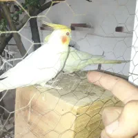 عروس هلندی دستی سخنگو