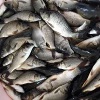 فروش عمده ی ماهی آمور و کپور