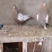 سینه سرخ نر ماده