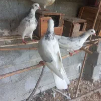 تعداد ۴عدد کبوتر