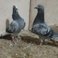 مسافتی ن|پرنده|نقده, |دیوار