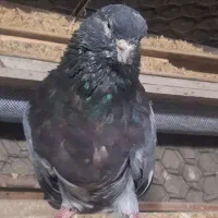 کبوتر سرور نر