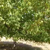 گردو-وزمین-کشاورزی-آبی