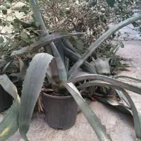 گل آگاو|گل و گیاه طبیعی|یزد, |دیوار